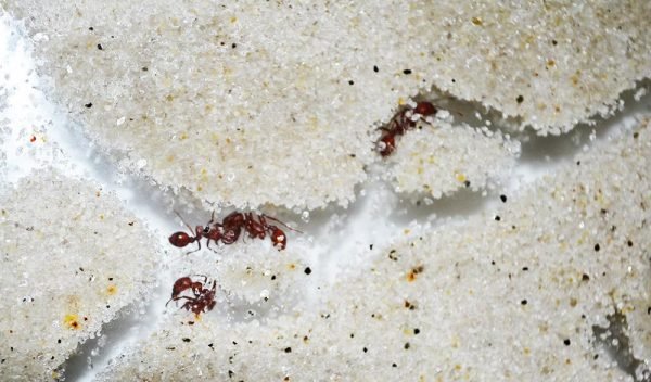 ant farm ant trails